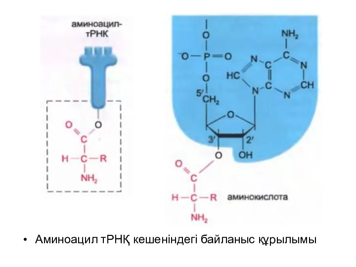 Аминоацил тРНҚ кешеніндегі байланыс құрылымы