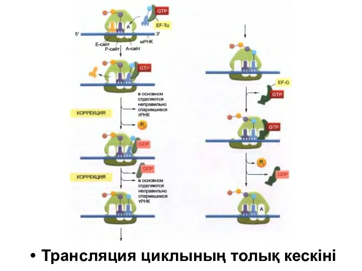 Трансляция циклының толық кескіні