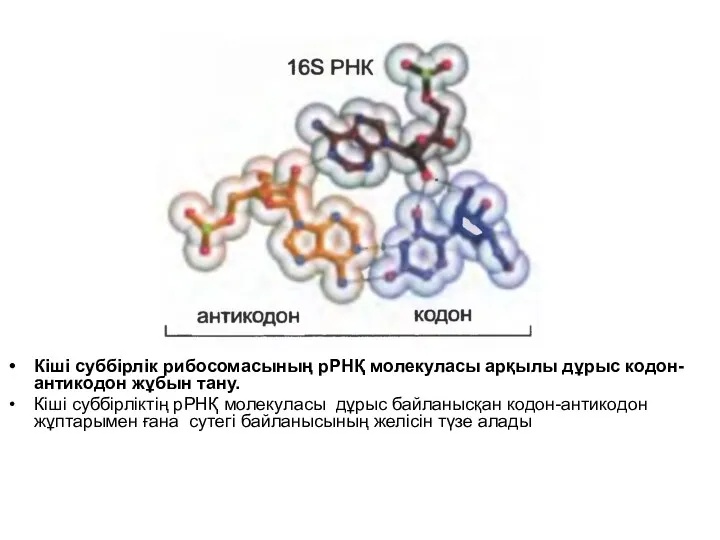 Кіші суббірлік рибосомасының рРНҚ молекуласы арқылы дұрыс кодон-антикодон жұбын тану. Кіші суббірліктің рРНҚ