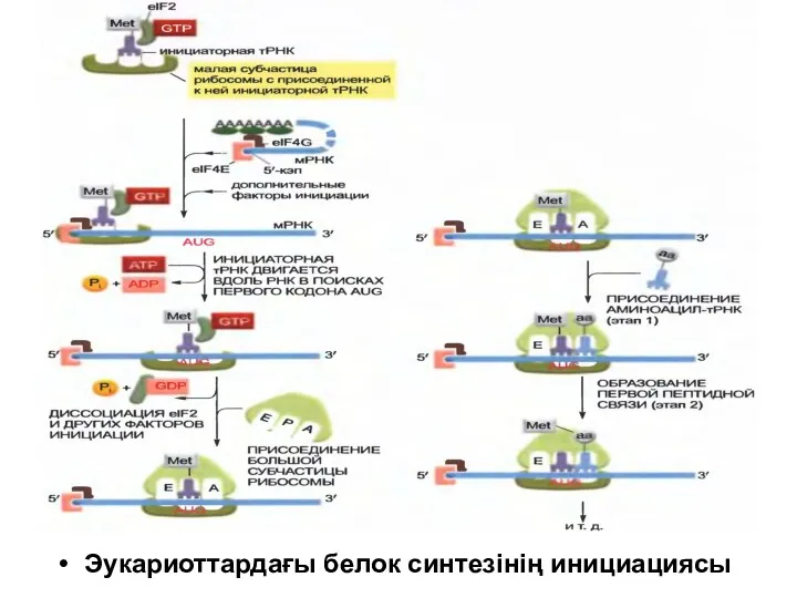 Эукариоттардағы белок синтезінің инициациясы