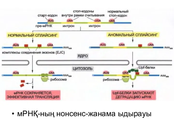 мРНҚ-ның нонсенс-жанама ыдырауы