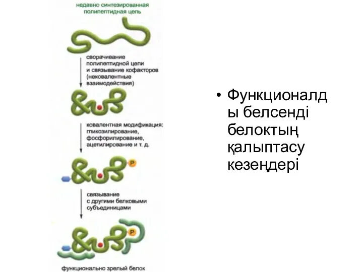 Функционалды белсенді белоктың қалыптасу кезеңдері