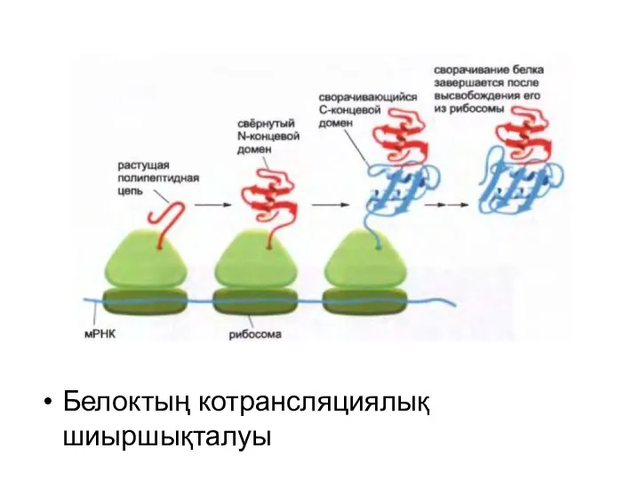 Белоктың котрансляциялық шиыршықталуы