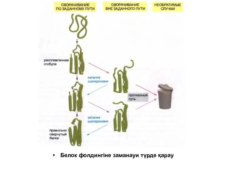 Белок фолдингіне заманауи түрде қарау