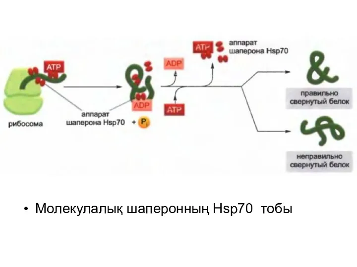 Молекулалық шаперонның Hsp70 тобы