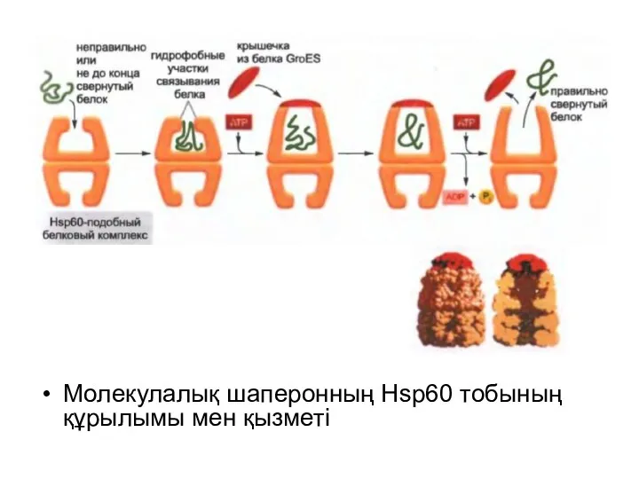 Молекулалық шаперонның Hsp60 тобының құрылымы мен қызметі