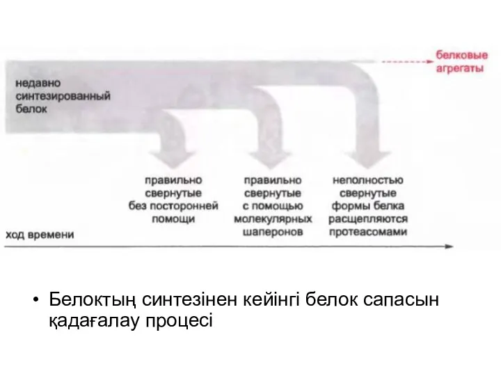 Белоктың синтезінен кейінгі белок сапасын қадағалау процесі