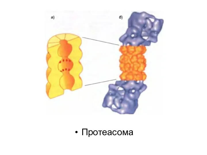 Протеасома
