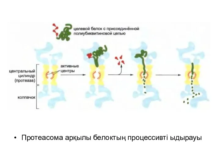 Протеасома арқылы белоктың процессивті ыдырауы
