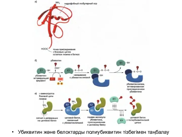 Убиквитин және белоктарды полиубиквитин тізбегімен таңбалау