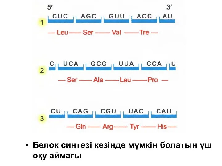 Белок синтезі кезінде мүмкін болатын үш оқу аймағы