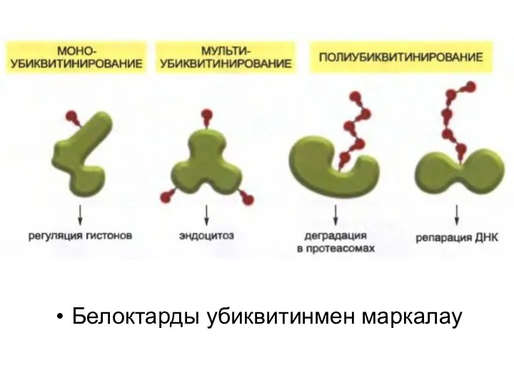 Белоктарды убиквитинмен маркалау