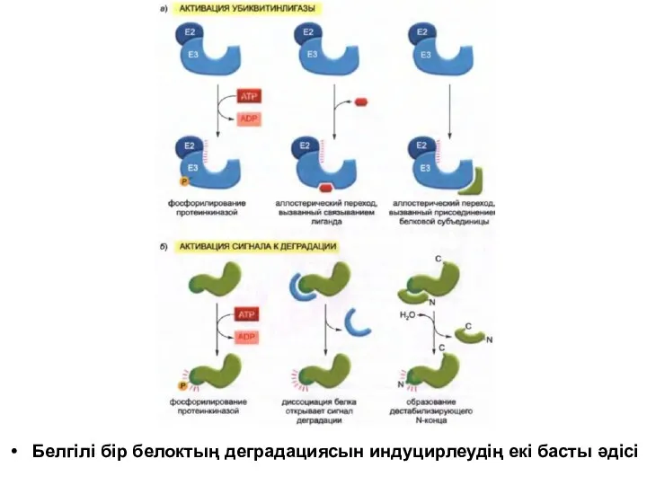 Белгілі бір белоктың деградациясын индуцирлеудің екі басты әдісі