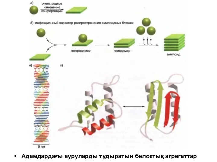 Адамдардағы ауруларды тудыратын белоктық агрегаттар