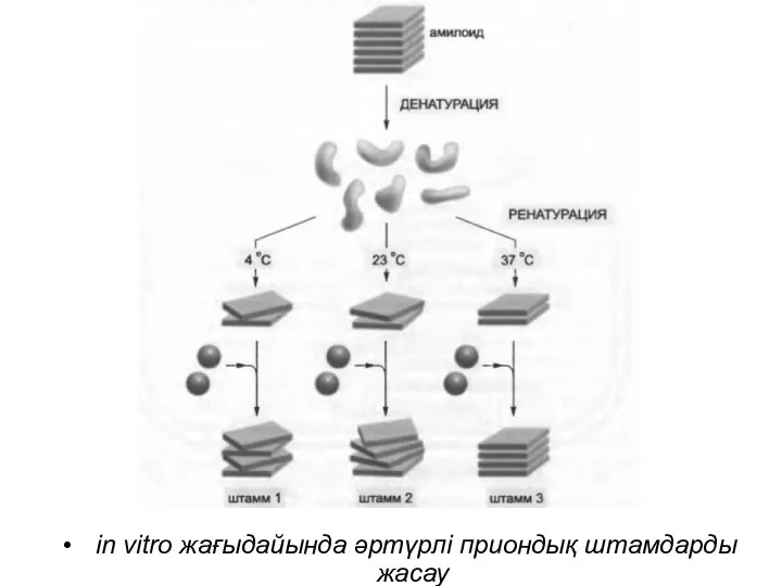 in vitro жағыдайында әртүрлі приондық штамдарды жасау