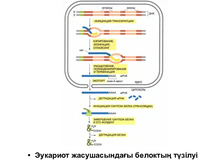 Эукариот жасушасындағы белоктың түзілуі