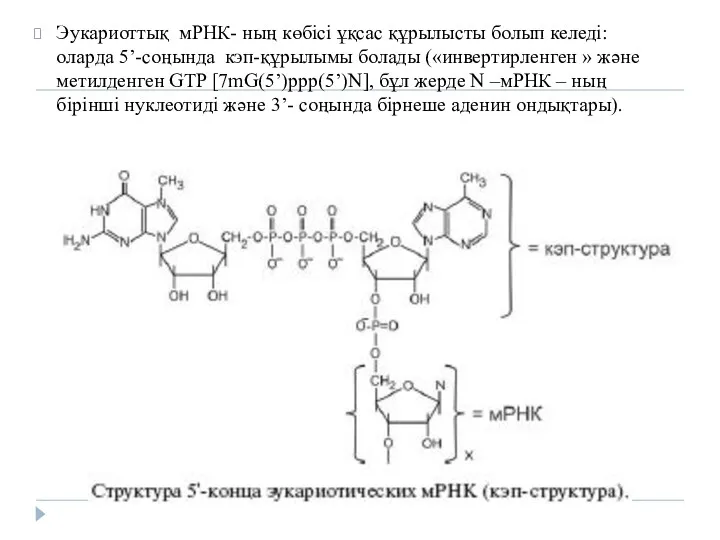 Эукариоттық мРНК- ның көбісі ұқсас құрылысты болып келеді: оларда 5’-соңында кэп-құрылымы болады («инвертирленген