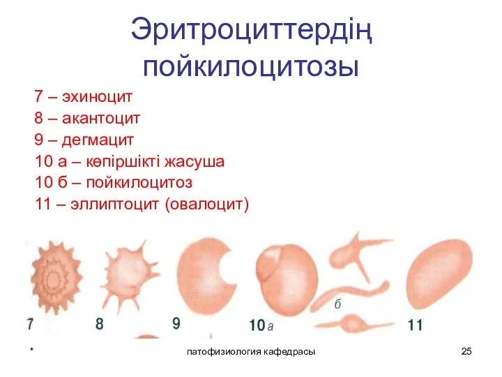 * патофизиология кафедрасы Эритроциттердің пойкилоцитозы 7 – эхиноцит 8 – акантоцит 9 –