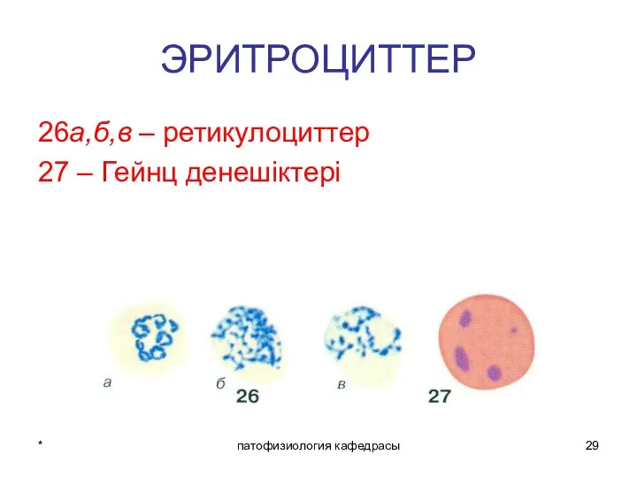 * патофизиология кафедрасы ЭРИТРОЦИТТЕР 26а,б,в – ретикулоциттер 27 – Гейнц денешіктері