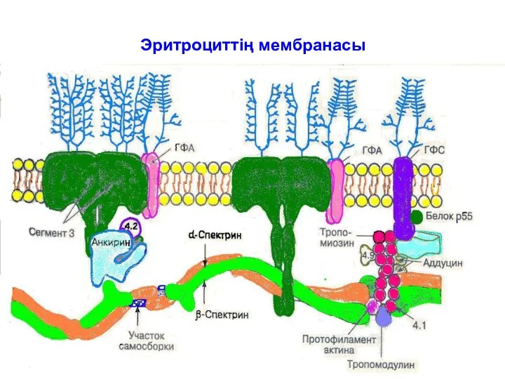 * патофизиология кафедрасы Эритроциттің мембранасы