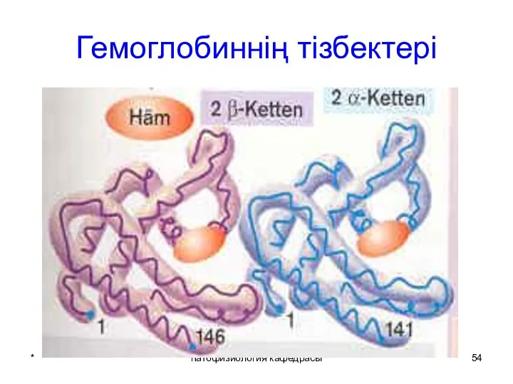 * патофизиология кафедрасы Гемоглобиннің тізбектері