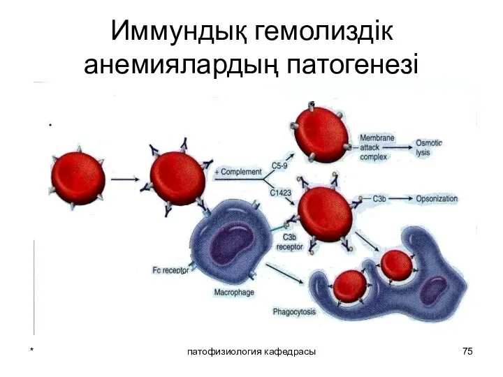 * патофизиология кафедрасы Иммундық гемолиздік анемиялардың патогенезі