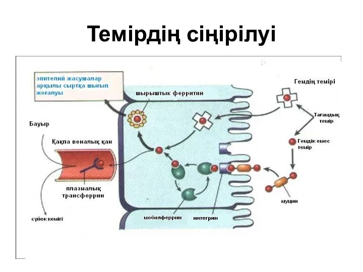 * патофизиология кафедрасы Темірдің сіңірілуі