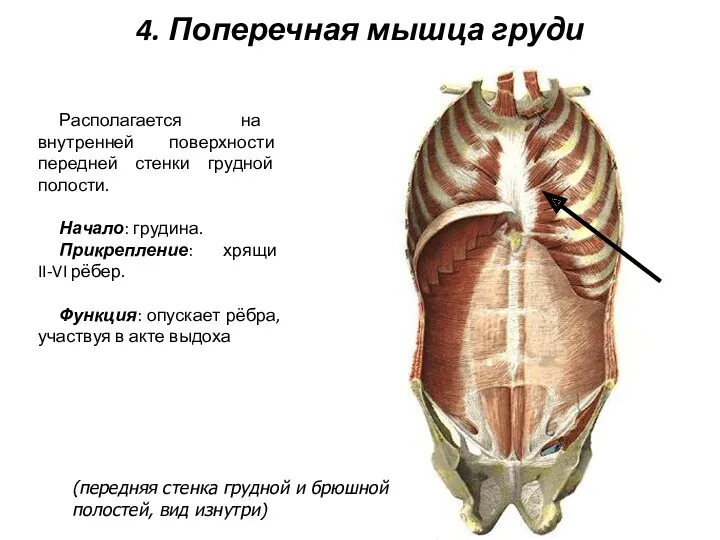 4. Поперечная мышца груди Располагается на внутренней поверхности передней стенки