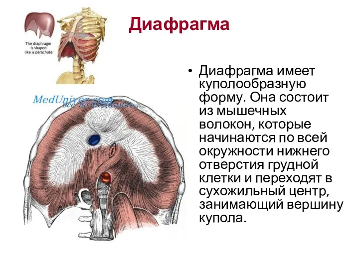 Диафрагма Диафрагма имеет куполообразную форму. Она состоит из мышечных волокон, которые начинаются по