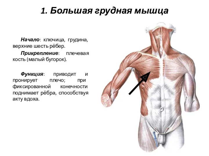 1. Большая грудная мышца Начало: ключица, грудина, верхние шесть рёбер. Прикрепление: плечевая кость