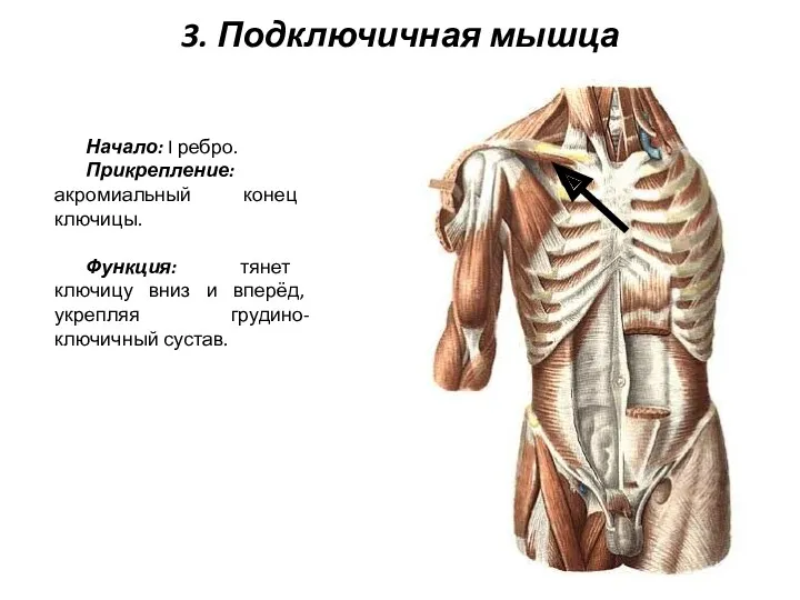 3. Подключичная мышца Начало: I ребро. Прикрепление: акромиальный конец ключицы.