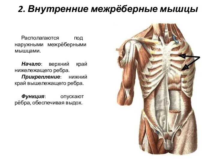 2. Внутренние межрёберные мышцы Располагаются под наружными межрёберными мышцами. Начало: верхний край нижележащего