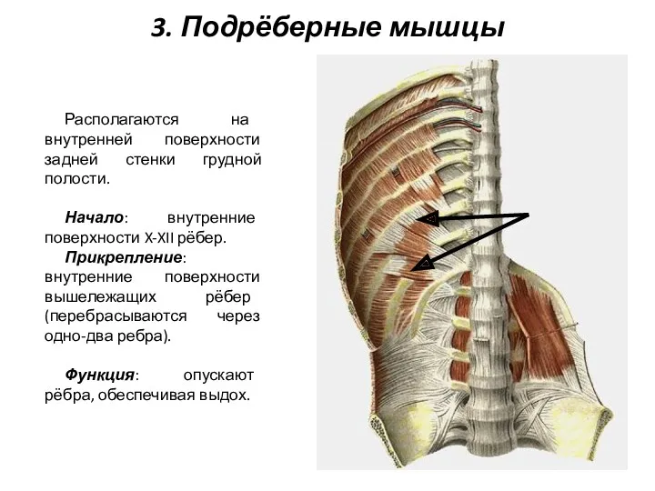 3. Подрёберные мышцы Располагаются на внутренней поверхности задней стенки грудной