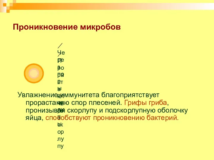 Проникновение микробов Увлажнение иммунитета благоприятствует прорастанию спор плесеней. Грифы гриба, пронизывая скорлупу и