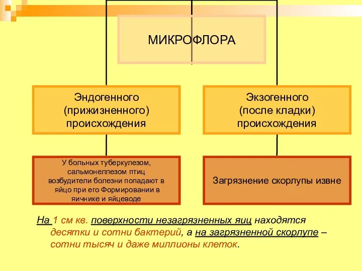 На 1 см кв. поверхности незагрязненных яиц находятся десятки и сотни бактерий, а