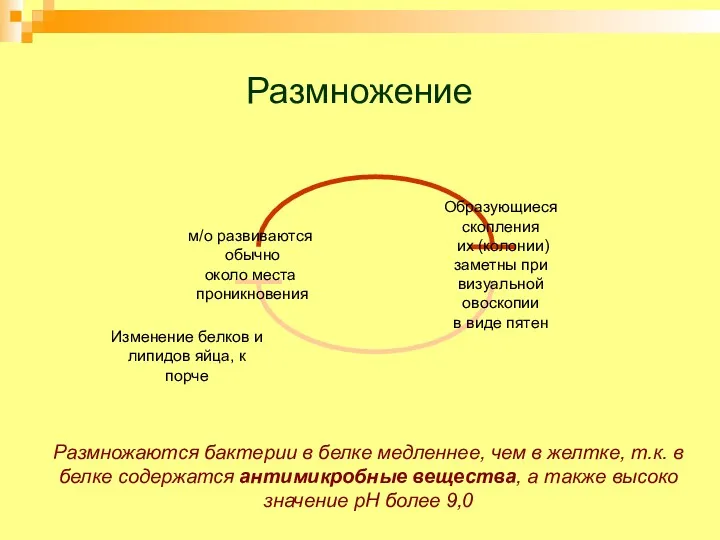 Размножение Изменение белков и липидов яйца, к порче Размножаются бактерии в белке медленнее,