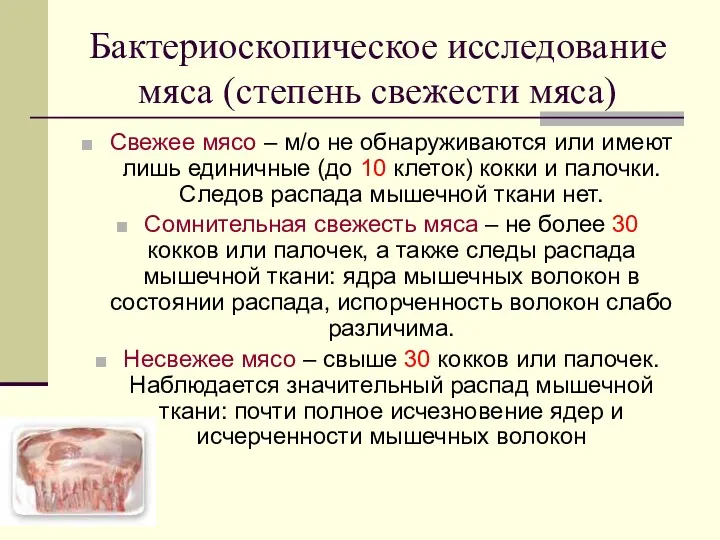 Бактериоскопическое исследование мяса (степень свежести мяса) Свежее мясо – м/о не обнаруживаются или