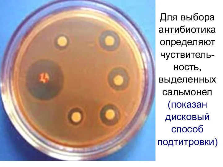 Для выбора антибиотика определяют чуствитель-ность, выделенных сальмонел (показан дисковый способ подтитровки)