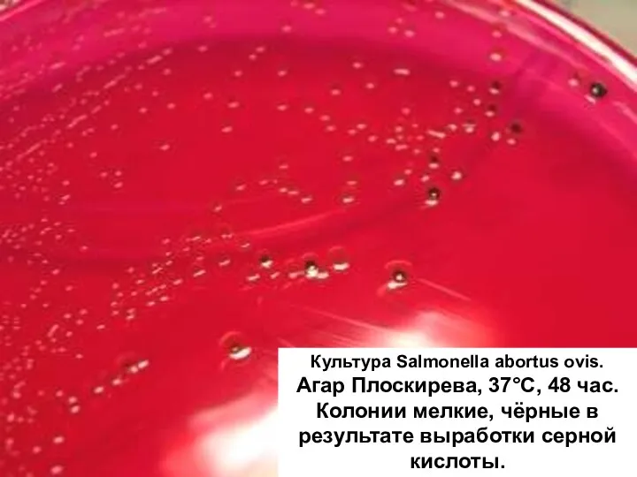 Культура Salmonella abortus ovis. Агар Плоскирева, 37°С, 48 час. Колонии