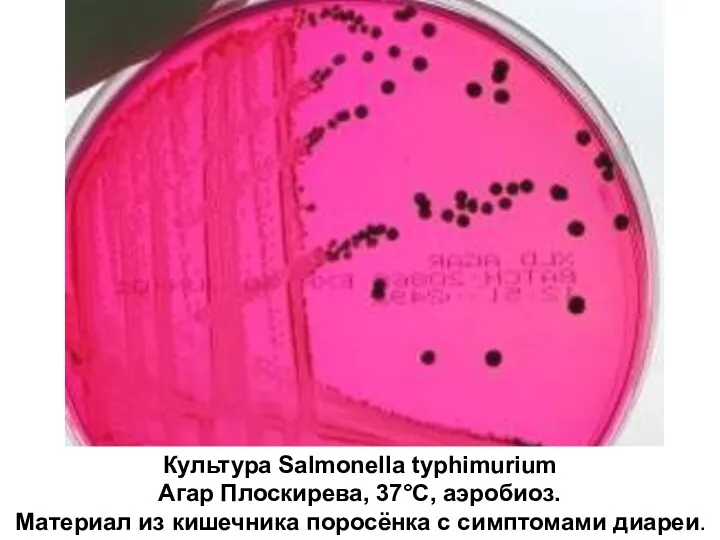 Культура Salmonella typhimurium Агар Плоскирева, 37°С, аэробиоз. Материал из кишечника поросёнка с симптомами диареи.