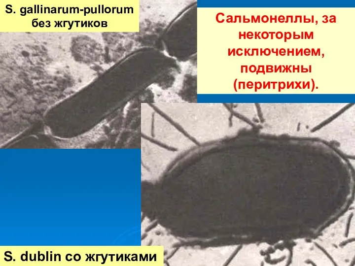 S. gallinarum-pullorum без жгутиков S. dublin со жгутиками Сальмонеллы, за некоторым исключением, подвижны (перитрихи).