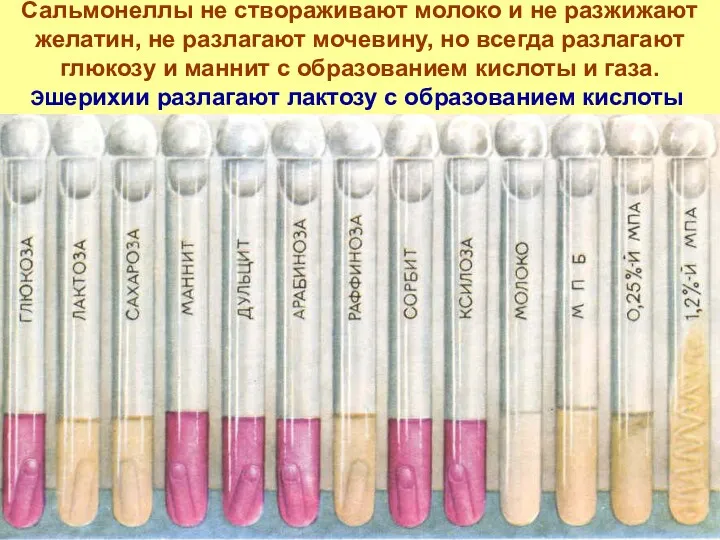 Сальмонеллы не створаживают молоко и не разжижают желатин, не разлагают