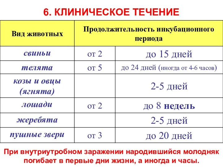 6. КЛИНИЧЕСКОЕ ТЕЧЕНИЕ При внутриутробном заражении народившийся молодняк погибает в