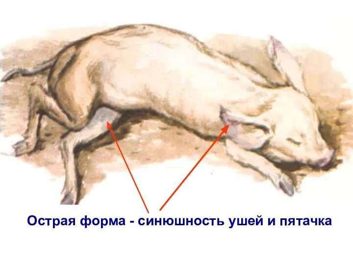 Острая форма - синюшность ушей и пятачка