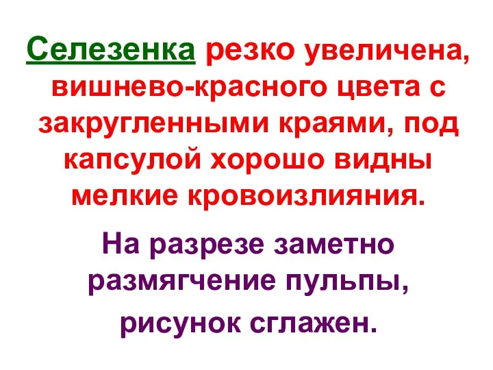 Селезенка резко увеличена, вишнево-красного цвета с закругленными краями, под капсулой