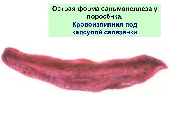 Острая форма сальмонеллеза у поросёнка. Кровоизлияния под капсулой селезёнки