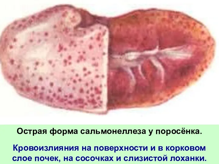 Острая форма сальмонеллеза у поросёнка. Кровоизлияния на поверхности и в