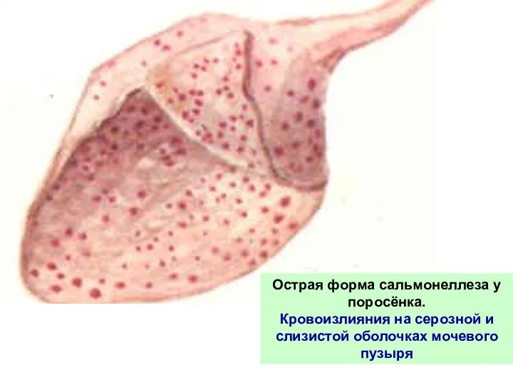 Острая форма сальмонеллеза у поросёнка. Кровоизлияния на серозной и слизистой оболочках мочевого пузыря