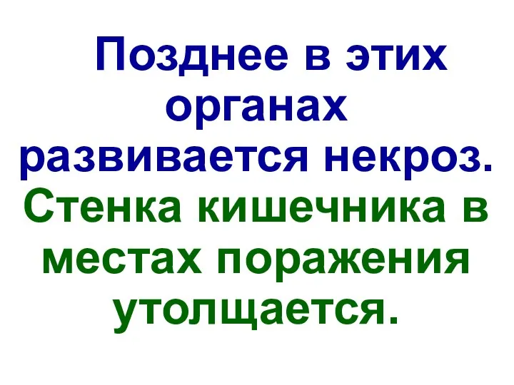 Позднее в этих органах развивается некроз. Стенка кишечника в местах поражения утолщается.