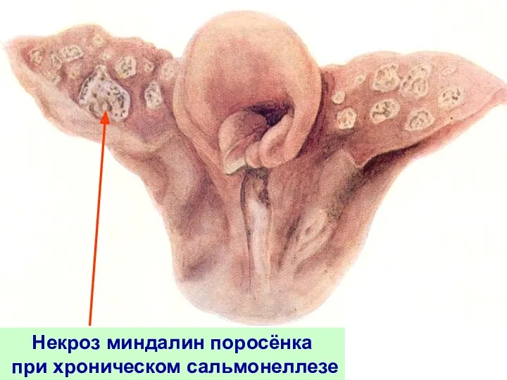 Некроз миндалин поросёнка при хроническом сальмонеллезе